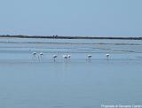 Parco della Camargue Immagine 155